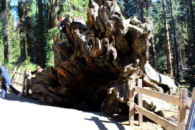 General Grant Tree Trail – Kings Canyon National Park Guide