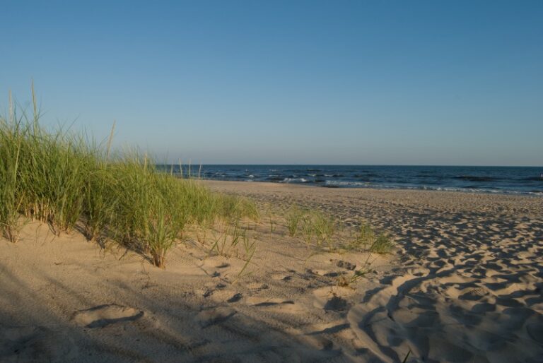 Dune Succession Trail – Indiana Dunes National Park Guide