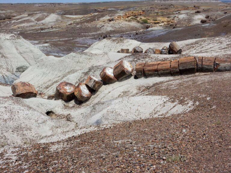 Crystal Forest Trail – Petrified Forest National Park Guide