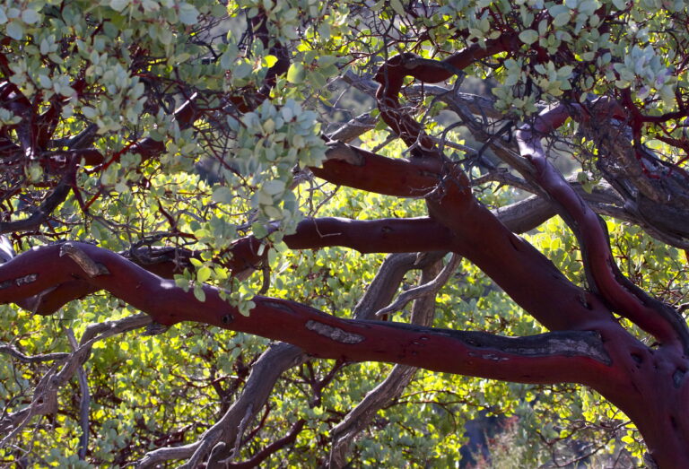 Chaparral Trail – Pinnacles National Park Guide