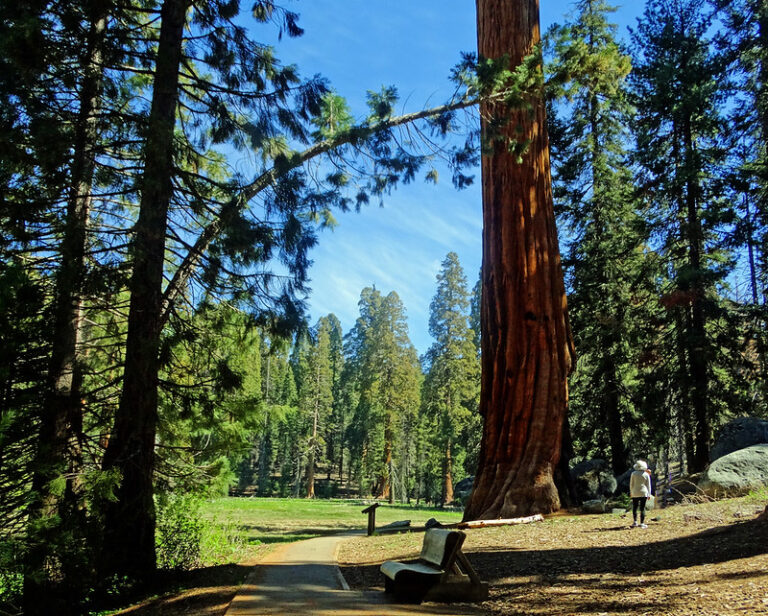 Big Trees Trail – Sequoia National Park Guide