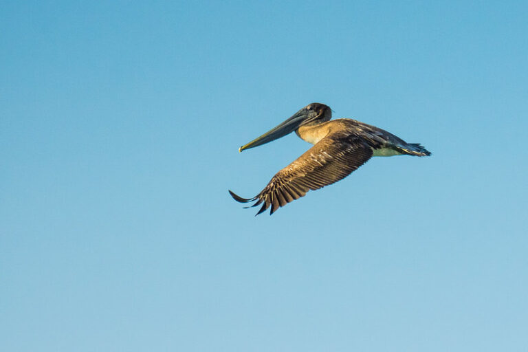 Garden Key Bird Watching