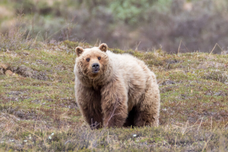 Denali National Preserve