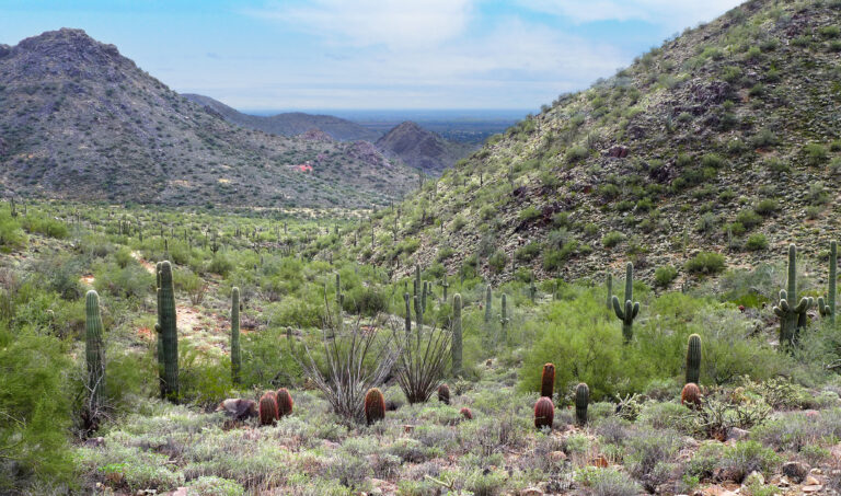 Saguaro National Park