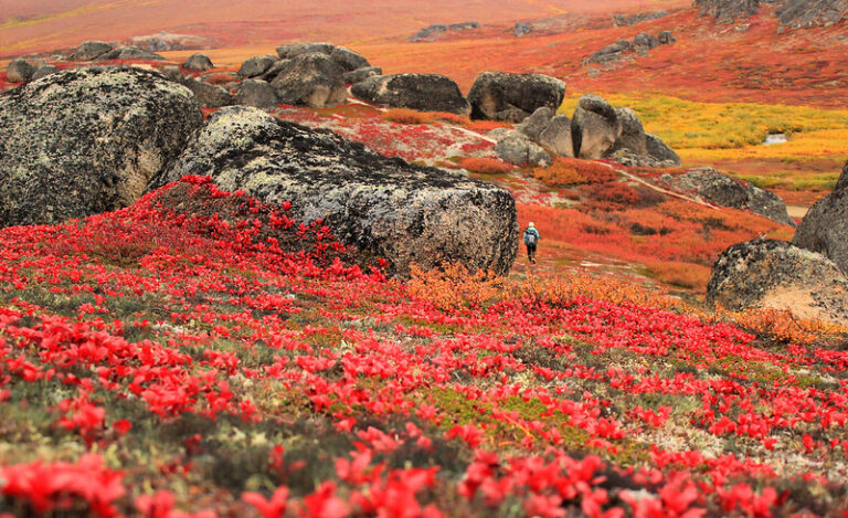 bering land bridge