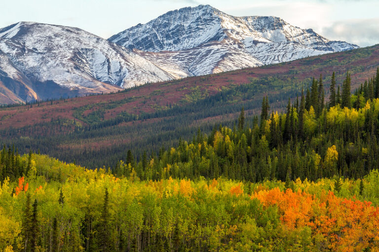 denali national park
