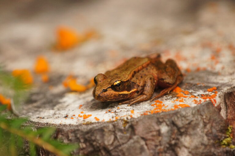 Best Picnic Areas in Olympic National Park