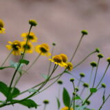 Best Picnic Areas in Chattahoochee River National Recreation Area