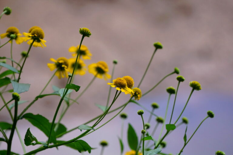 Best Picnic Areas in Chattahoochee River National Recreation Area