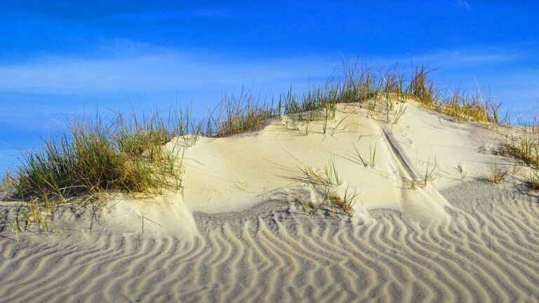 Best Picnic Areas in Assateague Island National Seashore