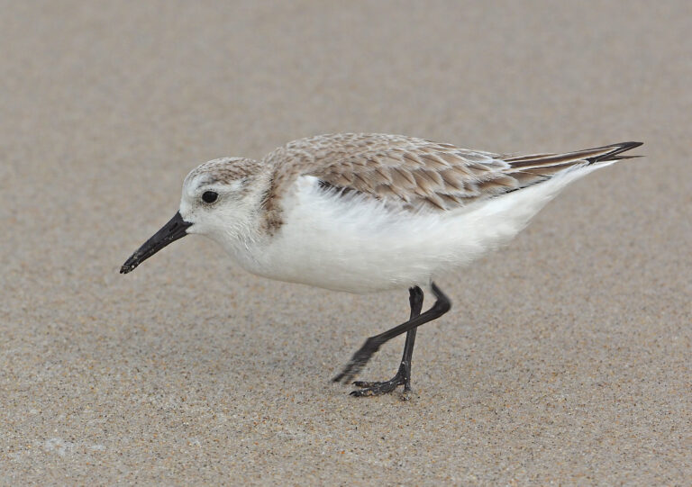 Best Picnic Areas in Canaveral National Seashore