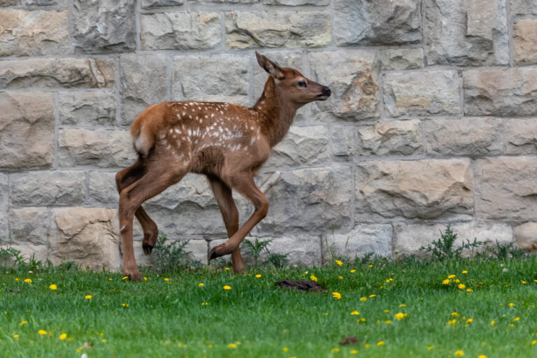 Best Picnic Areas in Hot Springs National Park