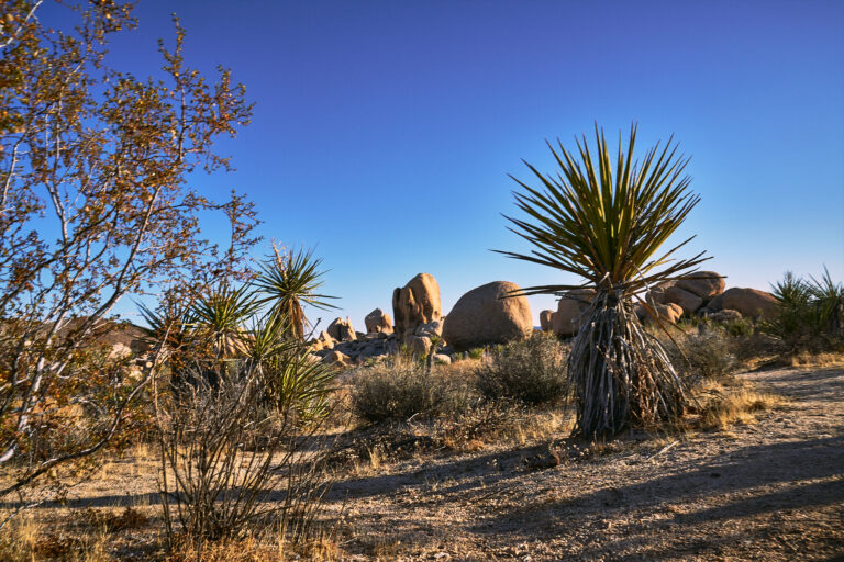 Best Picnic Areas in Joshua Tree National Park