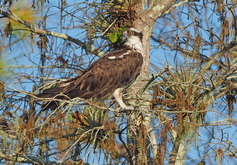 Best Picnic Areas in Big Cypress National Preserve