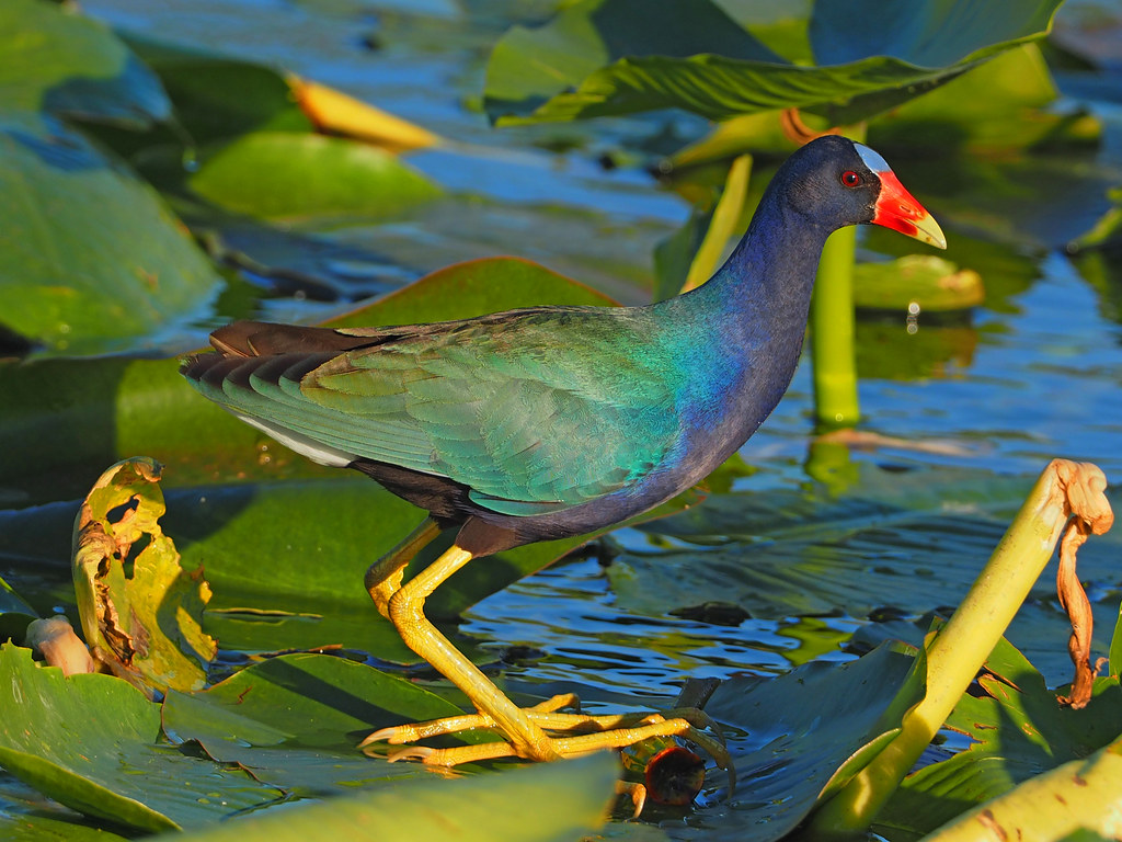 Everglades National Park and Biscayne National Park: How to Visit Both on One Trip