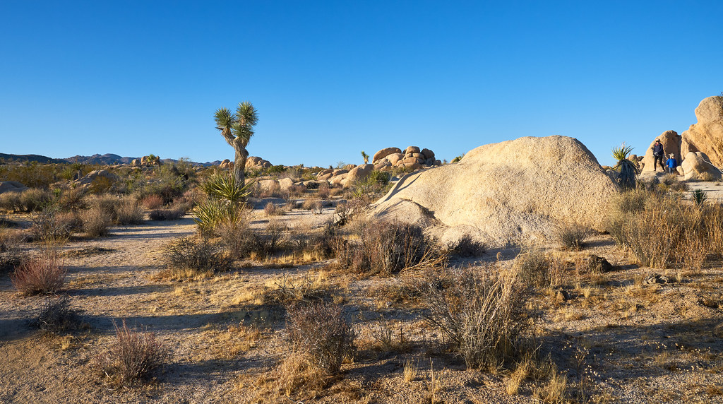 Joshua Tree National Park Camping Guide: Campgrounds, Reservations and Tips