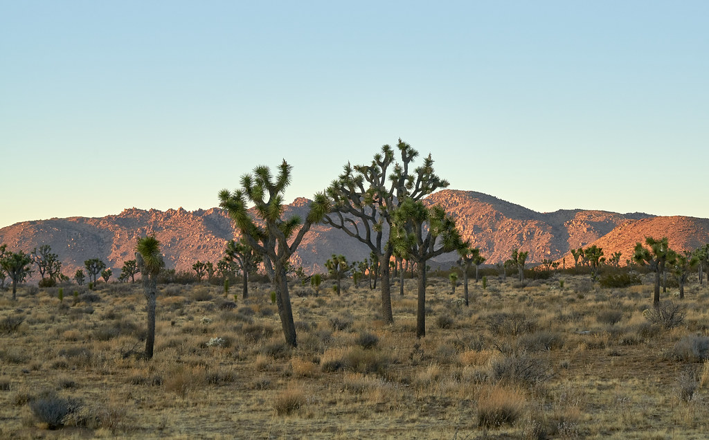 How to Get to Joshua Tree National Park: Airports, Roads and Getting Around