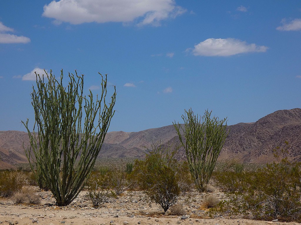 Where to Stay Near Joshua Tree National Park: Lodges, Campgrounds and Towns