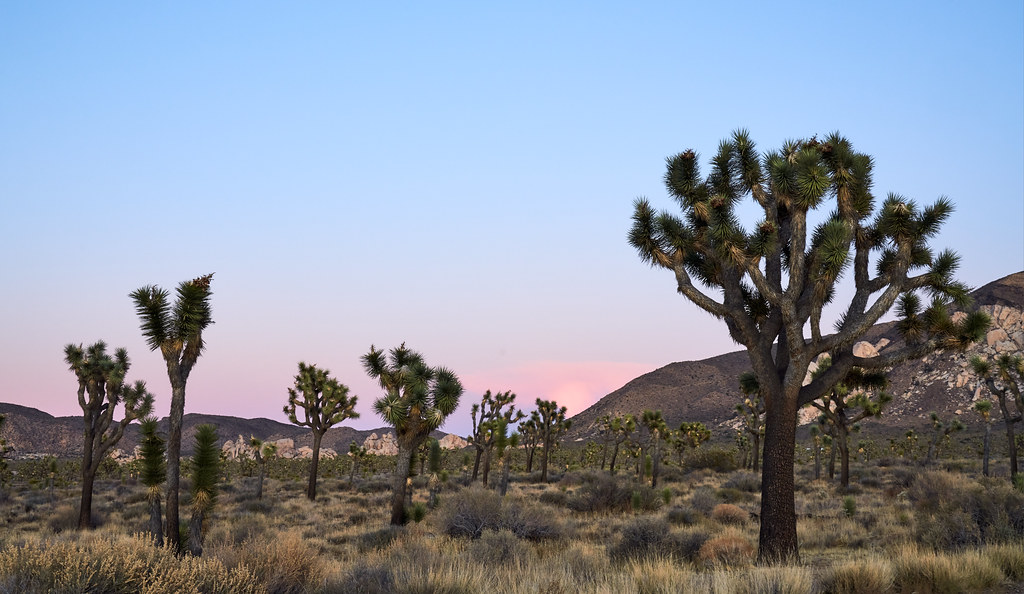 Visiting Joshua Tree National Park with Limited Mobility: Accessible Views and Trails