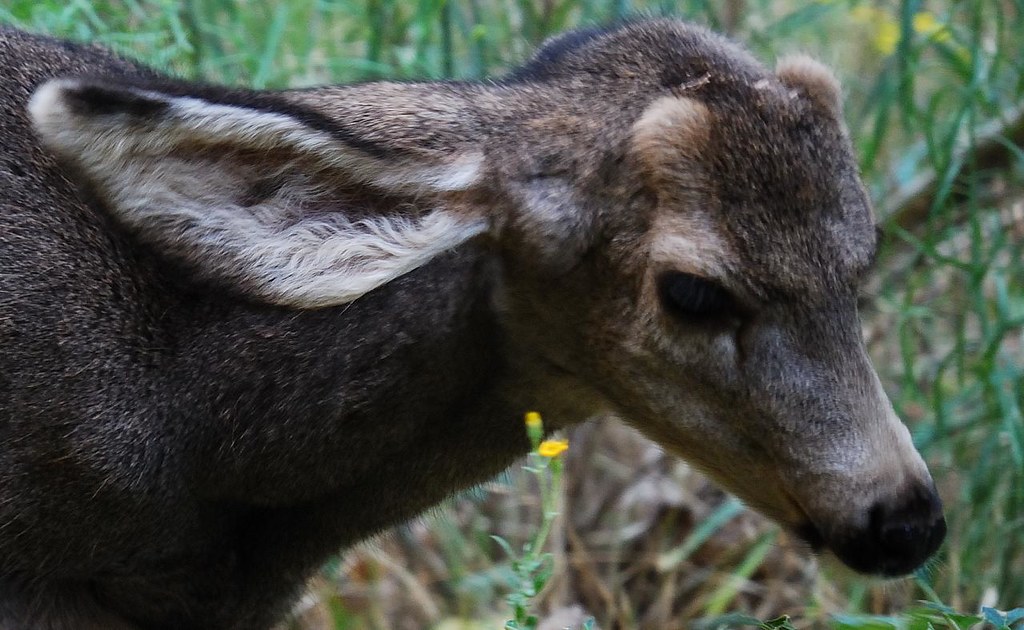 Zion National Park in Summer: What to Expect and What to Do